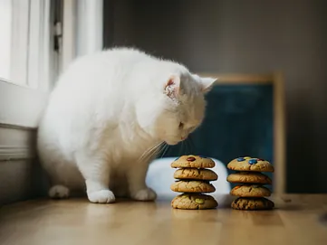 Cat and Cookies